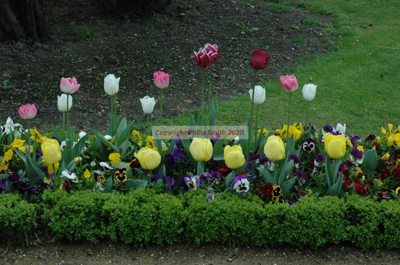 002-Tulips