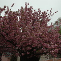 003-CherryBlossom