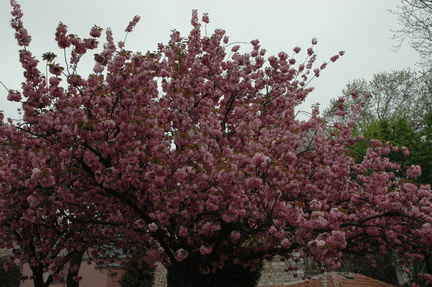 003-CherryBlossom