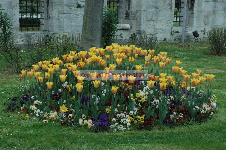 020-Tulips