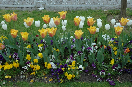 023-Tulips