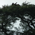 021-vulture
