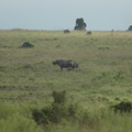 028-BlackRhinoceros