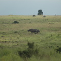 031-BlackRhinoceros