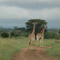 035-MaasaiGiraffes.JPG