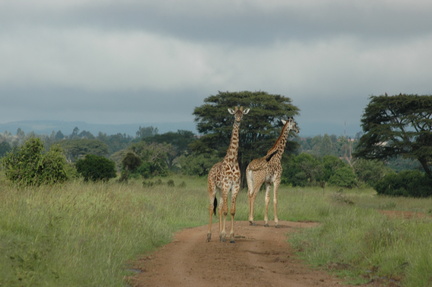 035-MaasaiGiraffes