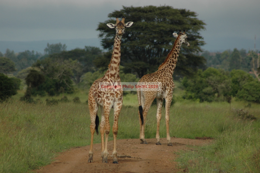 038-MaasaiGiraffes