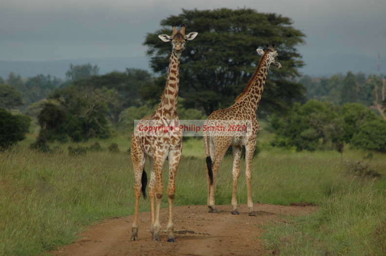 038-MaasaiGiraffes.JPG
