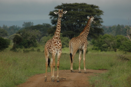 038-MaasaiGiraffes