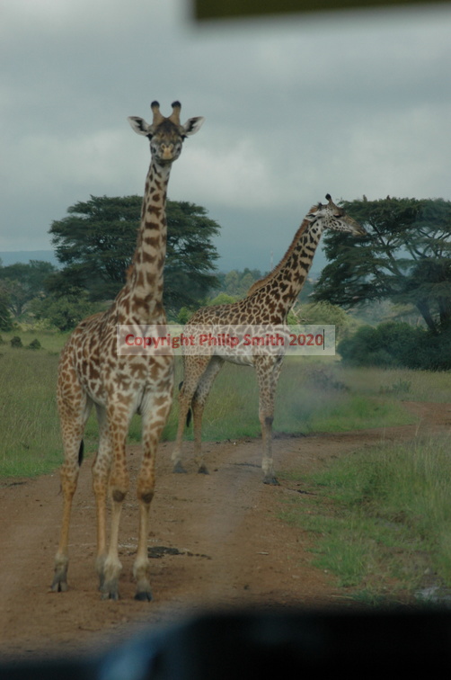 043-MaasaiGiraffes