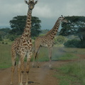 043-MaasaiGiraffes.JPG