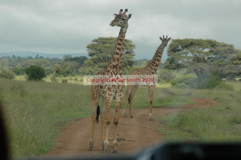 042-MaasaiGiraffes.JPG