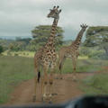 042-MaasaiGiraffes
