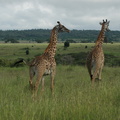 044-MaasaiGiraffes