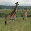 046-MaasaiGiraffes