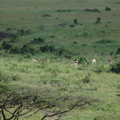 049-antelope.JPG