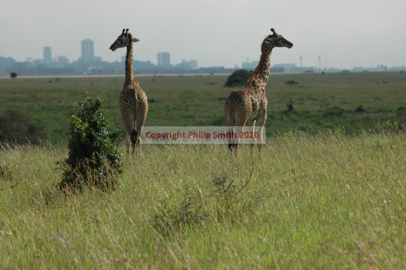 072-MaasaiGiraffes.JPG