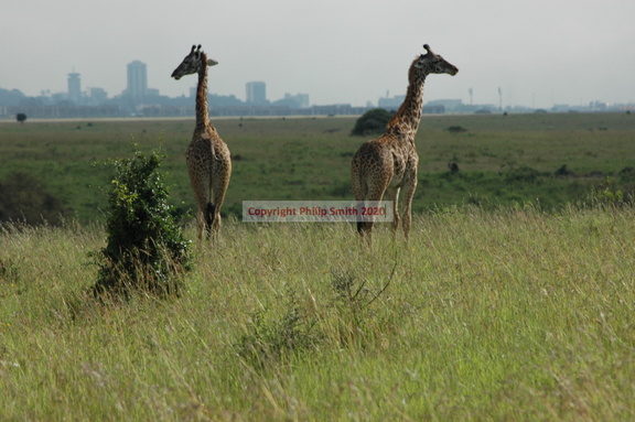 072-MaasaiGiraffes