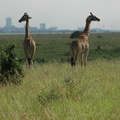 072-MaasaiGiraffes