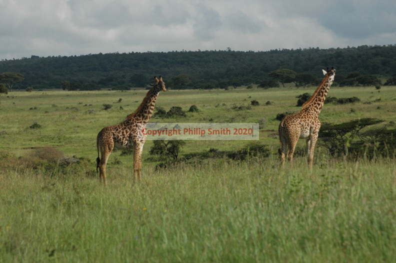 073-MaasaiGiraffes.JPG