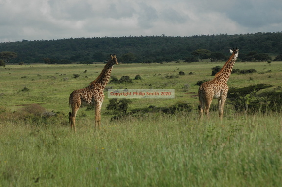 073-MaasaiGiraffes