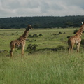 073-MaasaiGiraffes.JPG