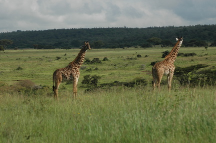 073-MaasaiGiraffes