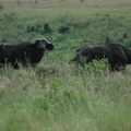 076-buffalo.JPG