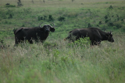 076-buffalo
