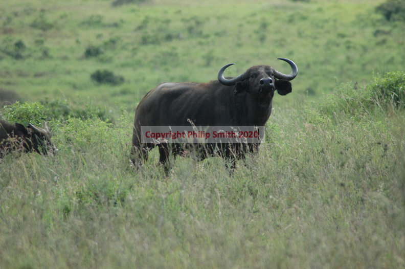 077-buffalo.JPG