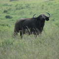077-buffalo