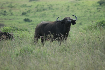 077-buffalo