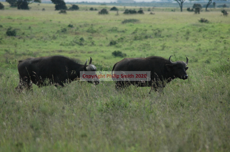 079-buffalo.JPG