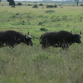 079-buffalo