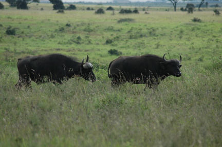 079-buffalo