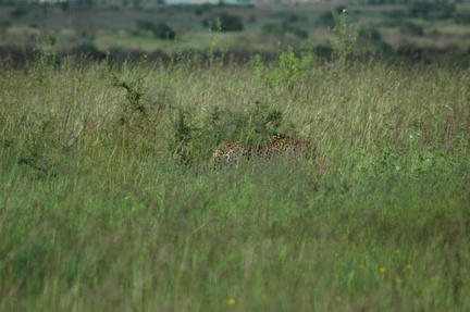 084-cheetah