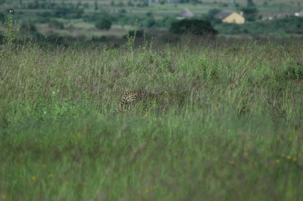 086-cheetah