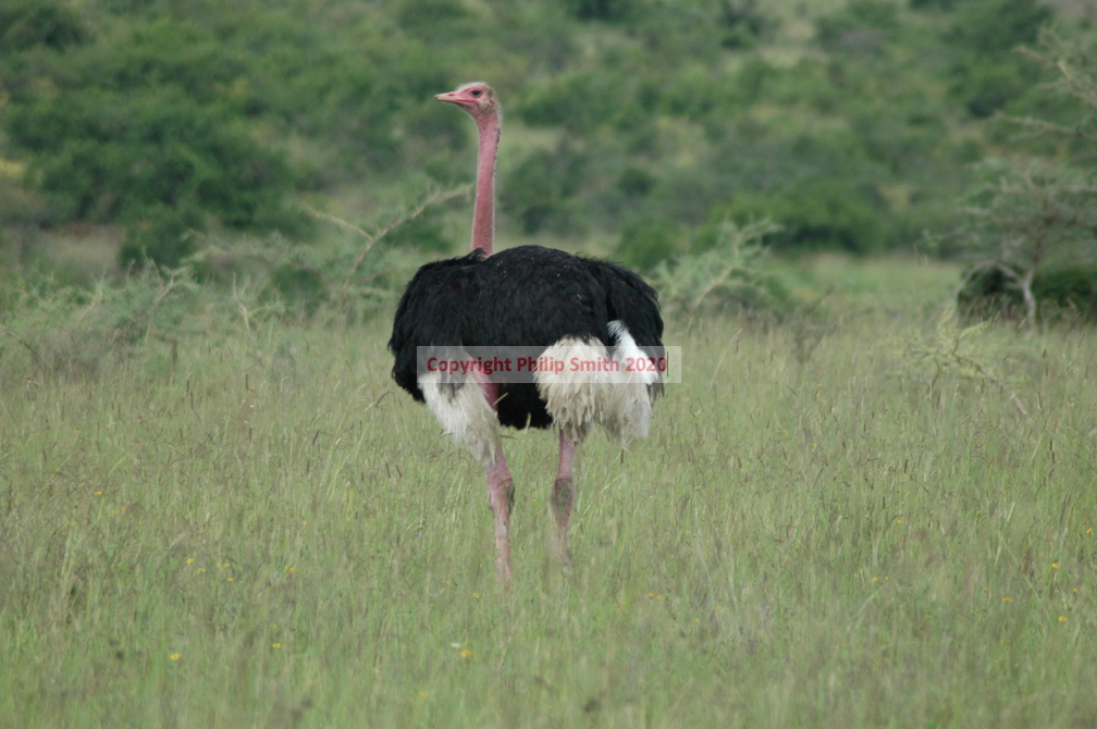 094-ostrich