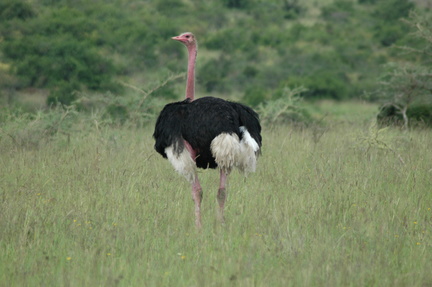 094-ostrich