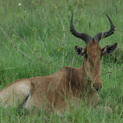 Nairobi National Park 2006