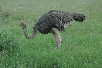 119-ostrich