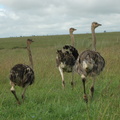 125-ostriches