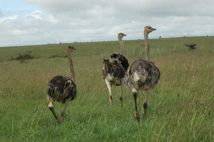 125-ostriches