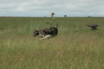 128-running-ostriches