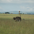 130-running-ostrich