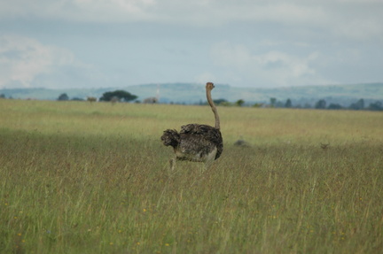 130-running-ostrich