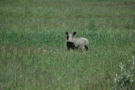 058-warthog