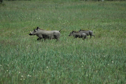 061-warthog-family
