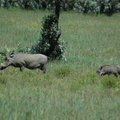 066-warthog-family.JPG