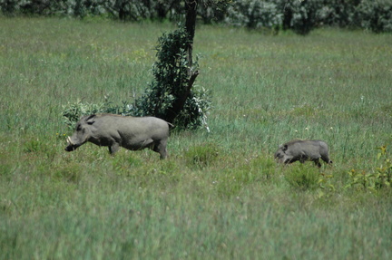 066-warthog-family